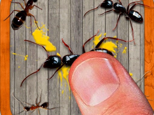 smash the insectt cover